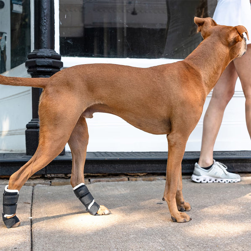Dog Front Leg Brace – Carpal Hyperextension Splint for Fractures & Sprains